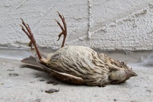 El Viento del Este (I)