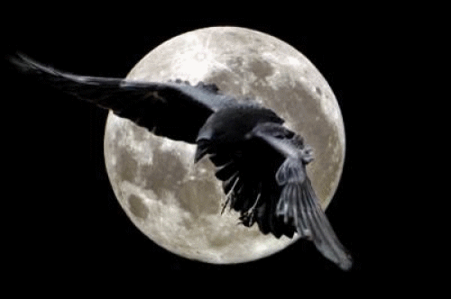 raven-moon-1-gif