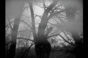 El cedro