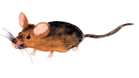 mouse-2121414_960_720.png