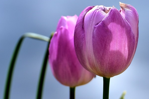Tulipanes 16