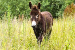 El burro, el molinero y el niño