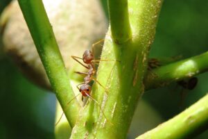 La hormiga y el saltamontes 18