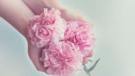 Claveles Rosas 11