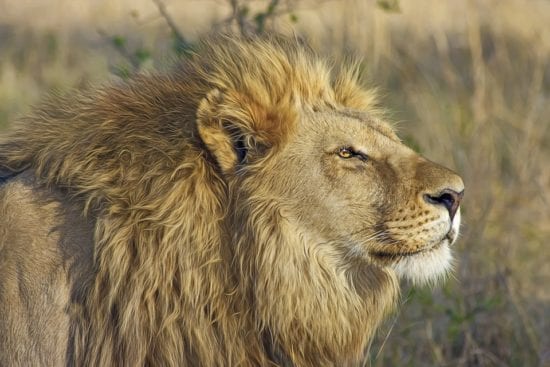 El buen rey león 1