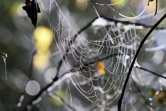 Uru, la araña 1