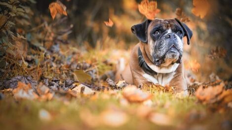Corazón canino 18