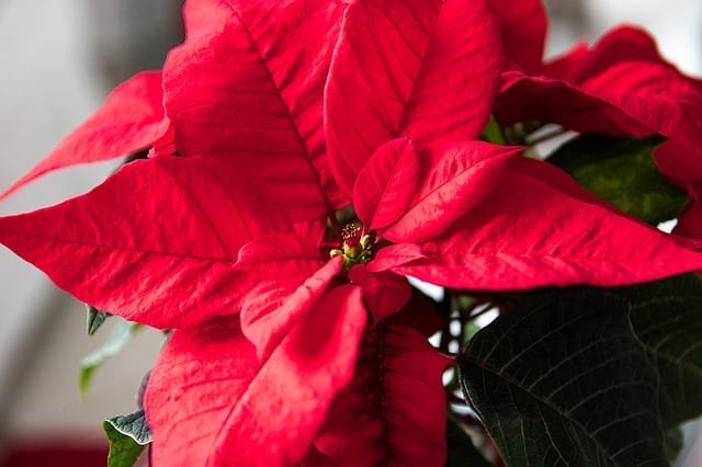 La Flor De Nochebuena | Mitos Y Leyendas