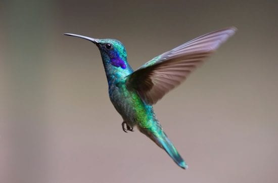 El cuento del colibrí 1