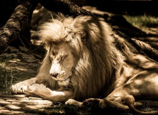 Daniel el profeta y los leones 1