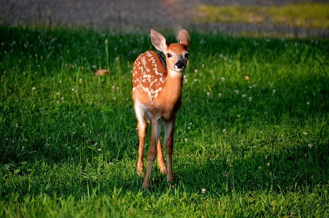 venado photo