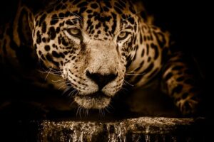 Las manchas del jaguar