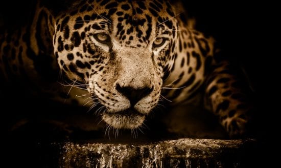 Las manchas del jaguar 1