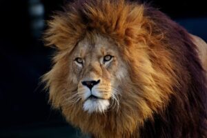 El miedo del león 17