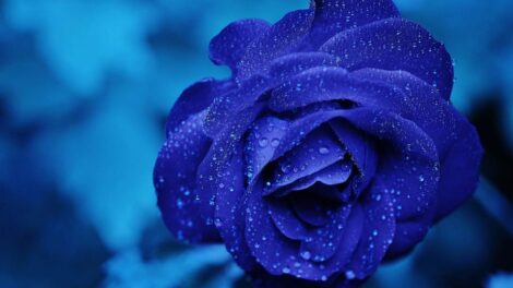 La rosa azul 5