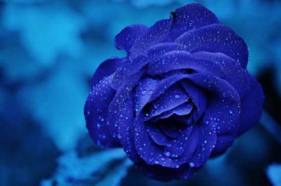 La rosa azul 1