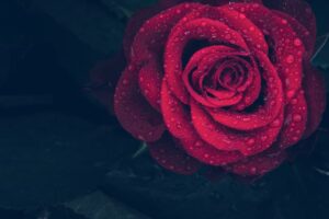 La rosa egoísta 7