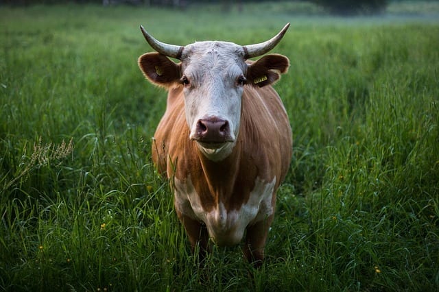 cow photo