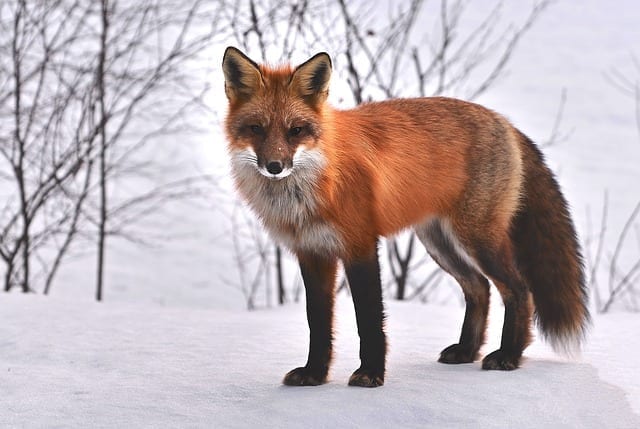 fox photo