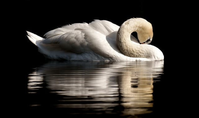 swan photo