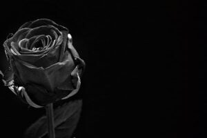 La rosa negra 6