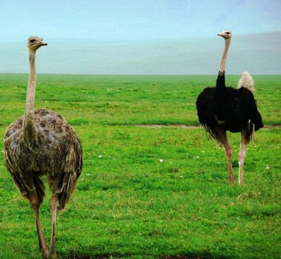 La amistad de las avestruces 1