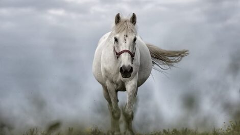 caballo.jpg