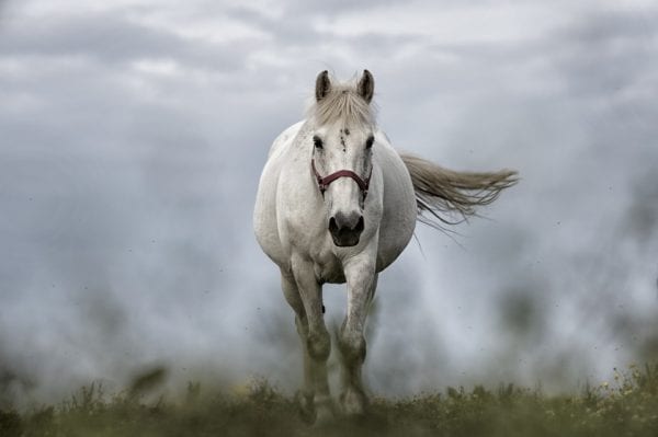 El caballo blanco 1