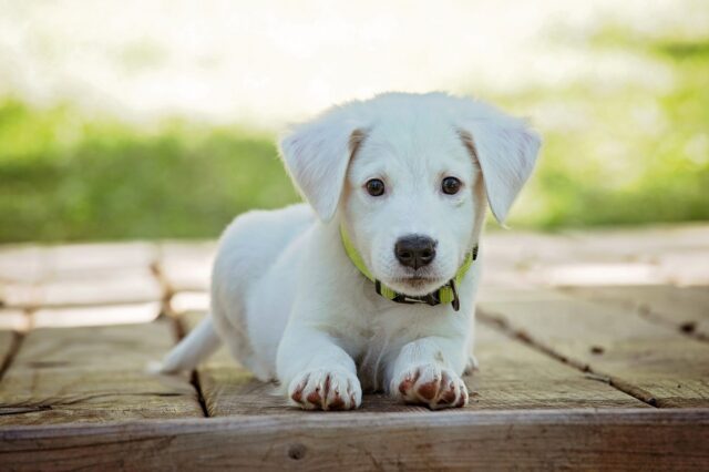 ¡Aprende a maullar! 1 Cachorro blanco sobre un suelo de madera